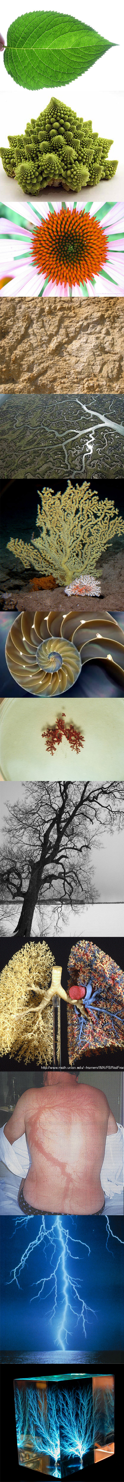 fractal natures
